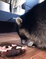 Ce superbe raton laveur n'aime pas qu'on le filme quand il mange. Adorable !