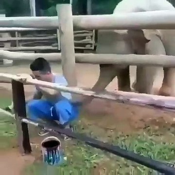 Quand un éléphant veut à tout prix s'amuser, voici ce que ça donne !