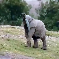 Essayez de ne pas sourire ! Une famille entière d'éléphants jouent ensemble !