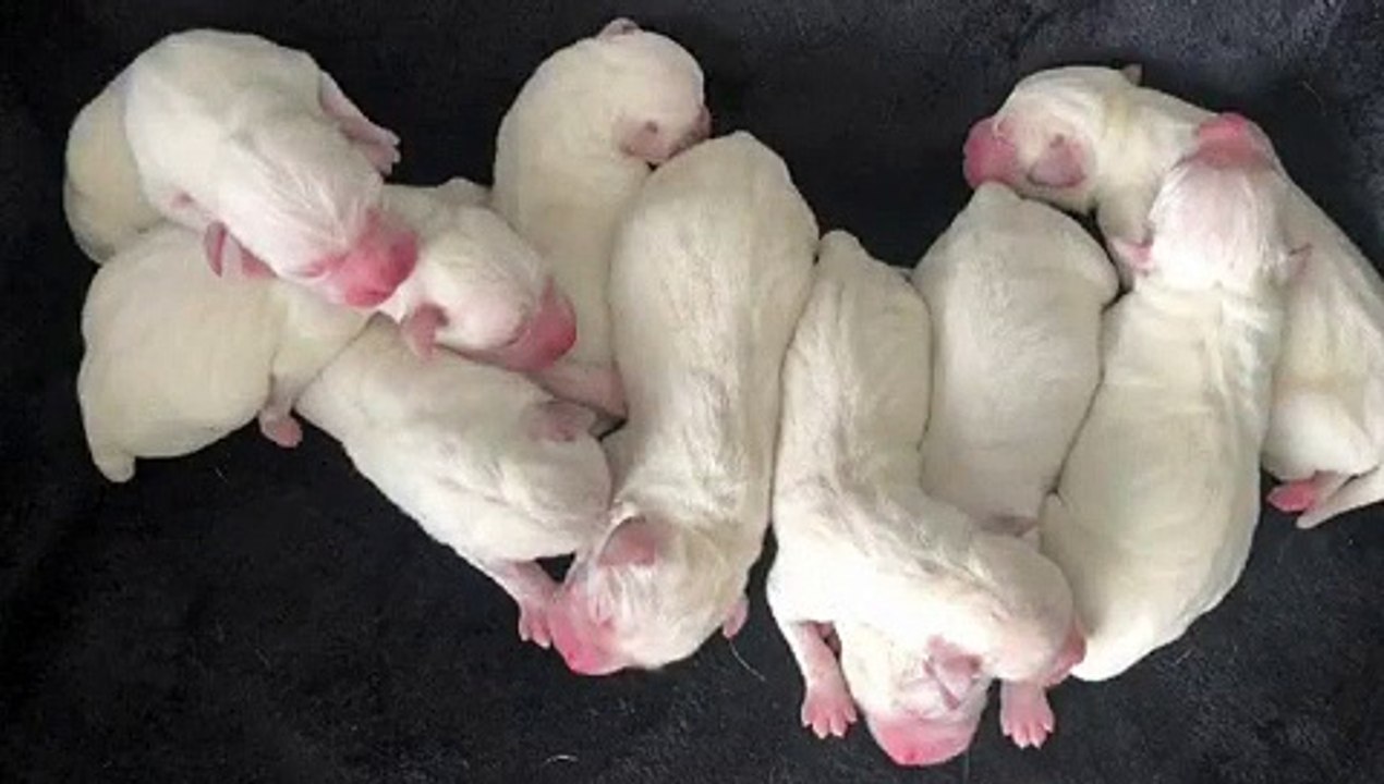 Vous allez craquer sur la beauté de ces neufs chiots. Regardez !