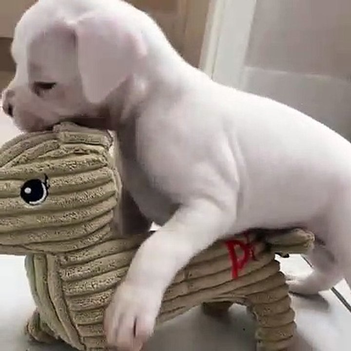 Admirez comment ce chiot essaie de jouer avec un jouet trop grand pour lui !