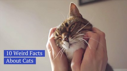 Things You Might Not Know About Cats