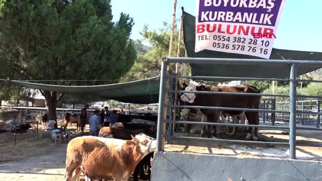 MUĞLA 'Derebeyi' 20 bin, 'Ağabey' 2 bin 300 TL'ye satıldı