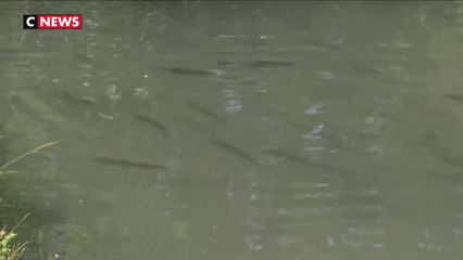 Dans les Yvelines, une pisciculture historique