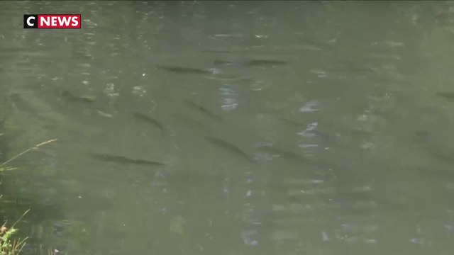 Dans les Yvelines, une pisciculture historique