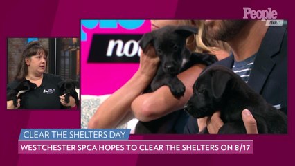 We Sat Down with Four Adoptable Puppies... and Things Got Adorable (and a Little Rowdy!)