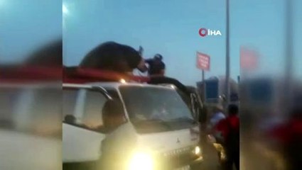 Sultangazi'de kurbanlık dana böyle kaçmaya çalıştı