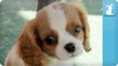 Puppy Love - Cavalier King Charles Spaniels