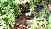 Best Parents Ever! World's Largest Frogs Build Their Own Ponds For Babies