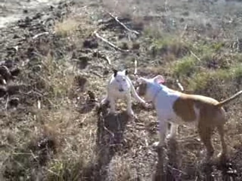 Staff vs bullterrier