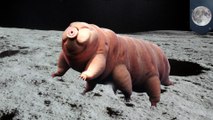 Tiny 'water bears' may be alive on moon after crash landing