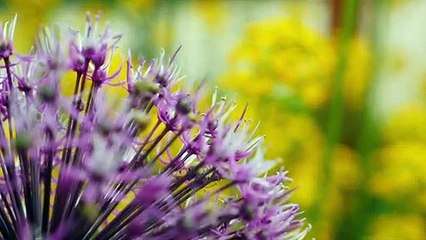 Jean-Marie Pelt, Le Jardinier du Bon Dieu