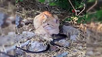 Adıyaman’da kedinin yılanla oyunu