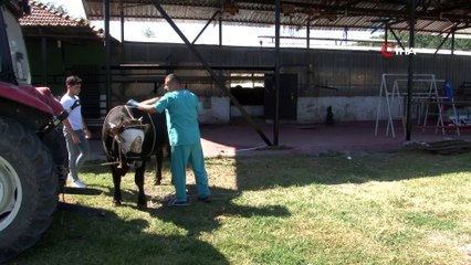 Veterinerler kurbanları ‘Rueff’ tekniğiyle yatırmayı öneriyor