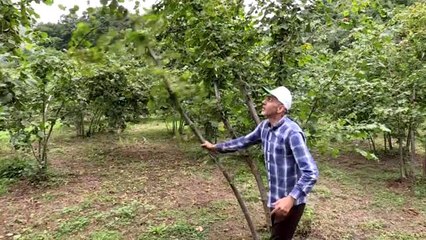 Fındık üreticisi hasat için bahçelere giriyor