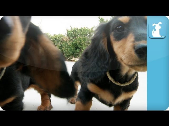 Dachshund Puppies – Puppy Love