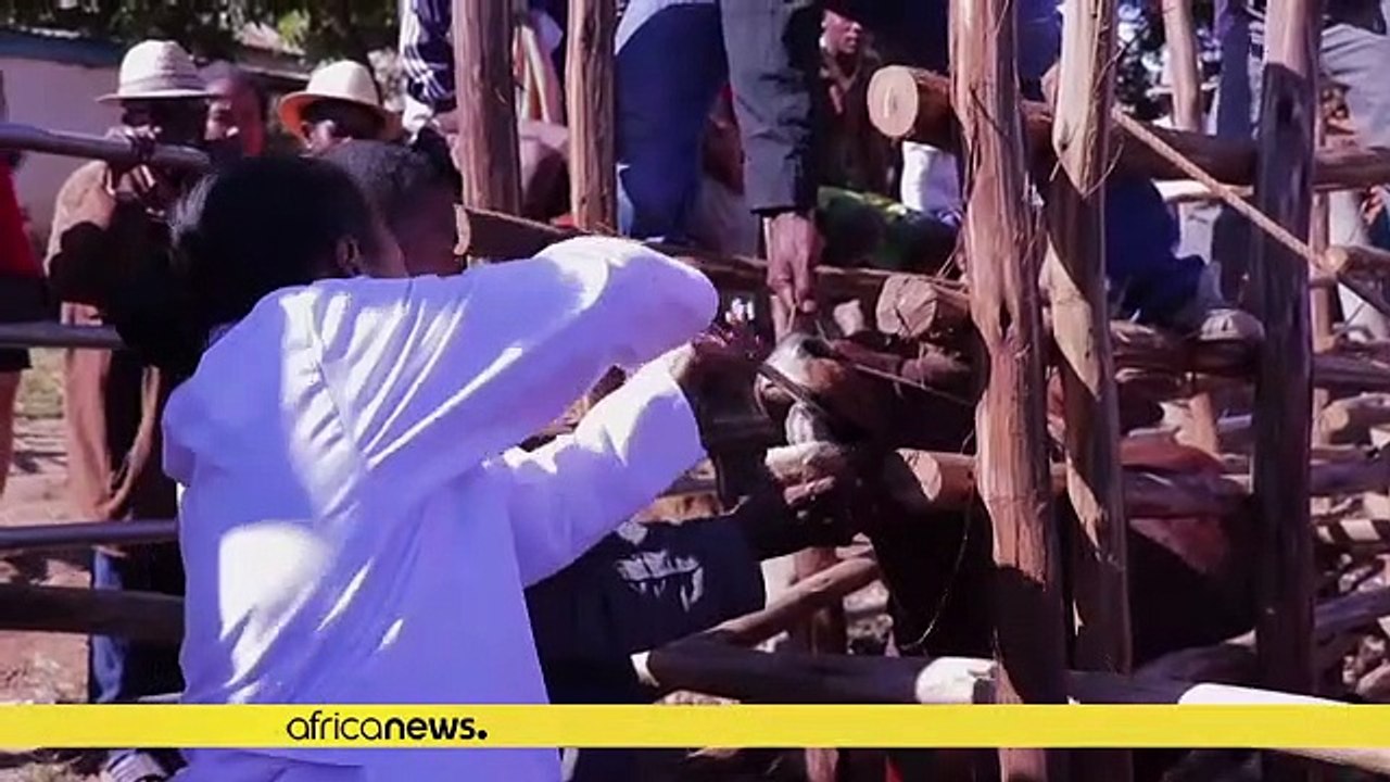 Madagascar : des puces électroniques pour le bétail