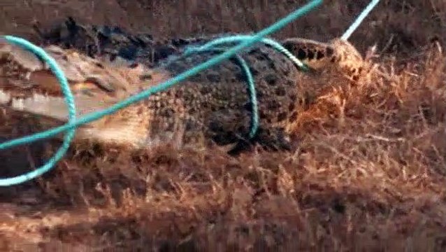 Outback Wrangler S04E07 Croc Out Water