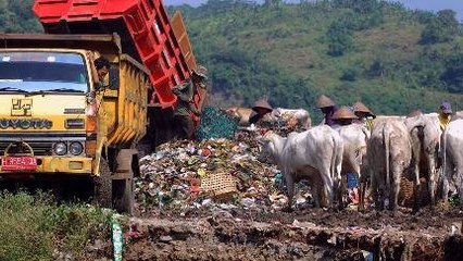 Sapi Sampah Masih Dijual