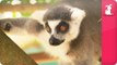 Bindi - Robert Irwin feature - Ring Tailed Lemurs (Vatobe) ( Va-tob-ee) - Growing Up Wild