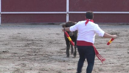 مصارعة الثيران الإسبانية تسفك دماء حيوانات بريئة