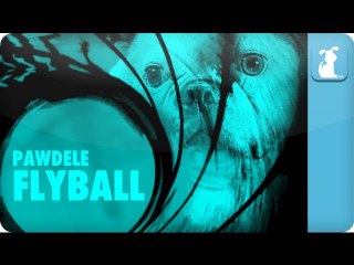 Adele - SkyFall Parody - Pawdele - FlyBall Petody