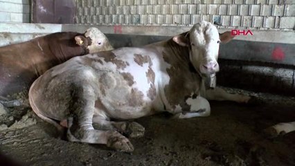 GAZİANTEP 1 TONLUK 'MİNİK' VE TOSUNCUK' ALICILARINI BULDU