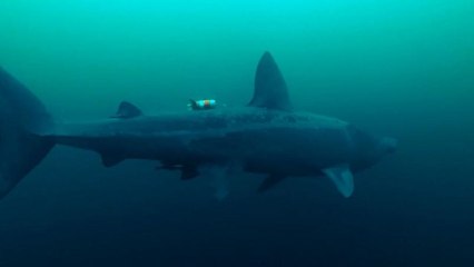 ربات زیردریایی برای نخستین بار تصاویری از «کوسه‌آسوده» ثبت کرد