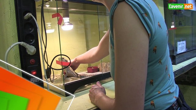 L'Avenir - Dans les coulisses de revalidation pour animaux sauvages de Bruxelles