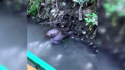 Şırnak'ta su samuru görüntülendi