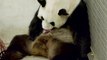 Deux bébés pandas nés à Pairi Daiza