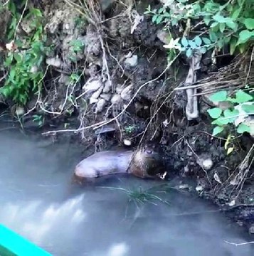 Şırnak'ta, nesli tükenmekte olan su samuru görüldü