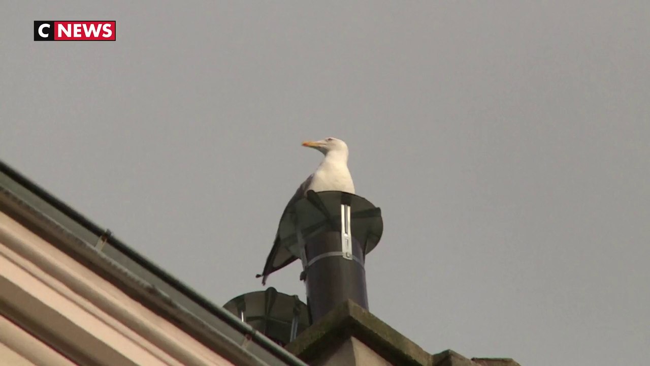 A Paris, les cris stridents des goélands agacent les habitants