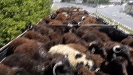 Doğu'daki hayvan pazarlarında Kurban Bayramı yoğunluğu