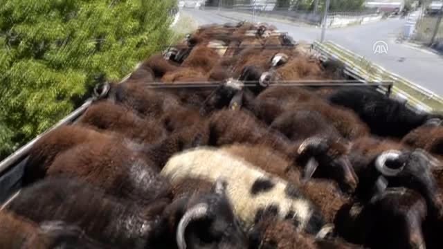 Doğu'daki hayvan pazarlarında Kurban Bayramı yoğunluğu
