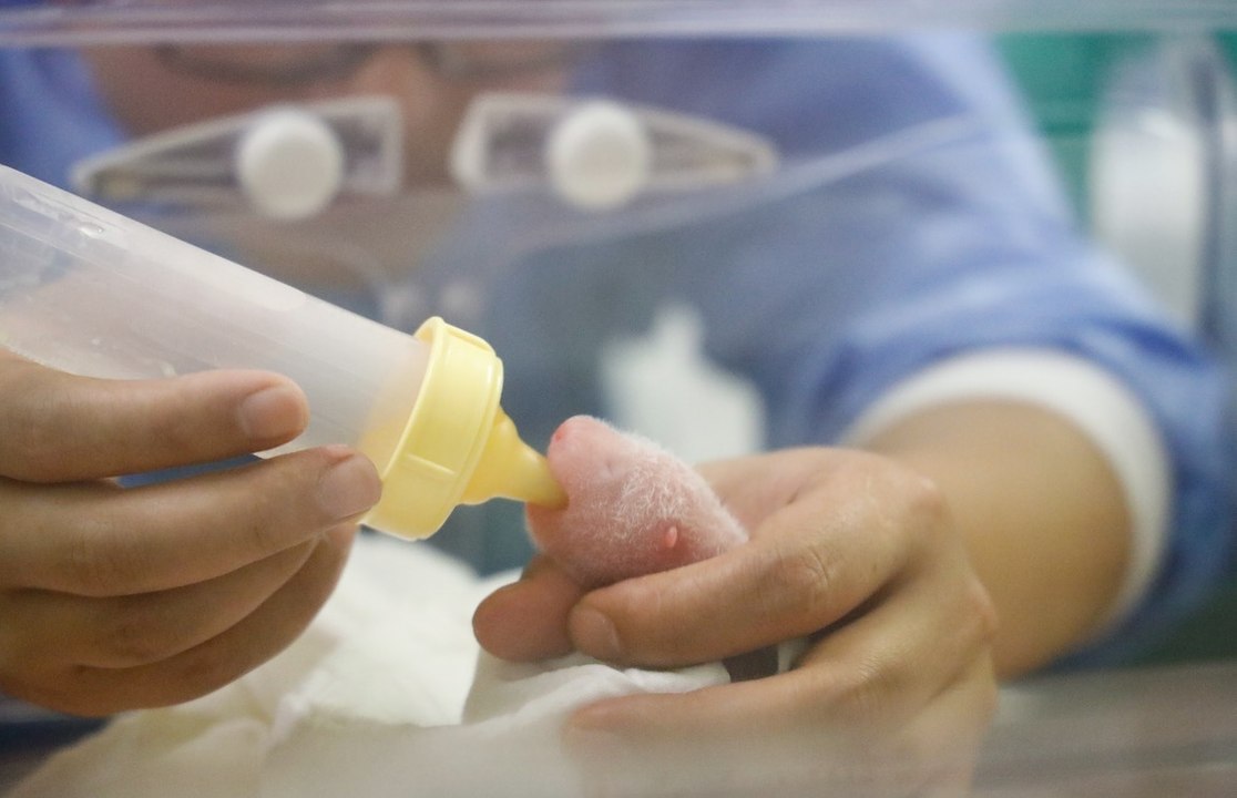 Des bébés jumeaux pandas à Pairi Daiza !