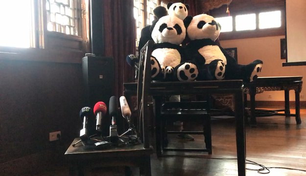 Pairi Daiza réagit à la naissance des deux bébés pandas sont nés au parc animalier