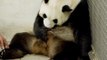Deux bébés pandas sont nés au parc animalier de Pairi Daiza