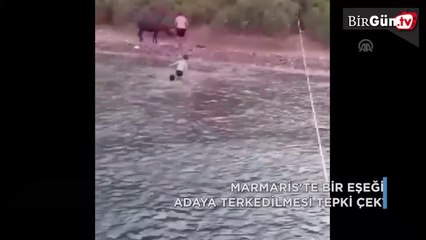 Marmaris'te adaya terk edilen eşek kurtarıldı