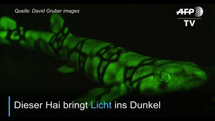 Das Geheimnis der leuchtenden Haie