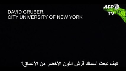 كيف تبعث أسماك قرش اللون الأخضر من الأعماق؟