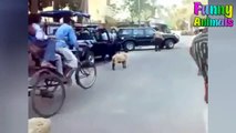 Funny Sheep Attacking People! Hilarious! Funniest Animals Videos 2018