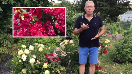 Roland Motte - Les Rosiers