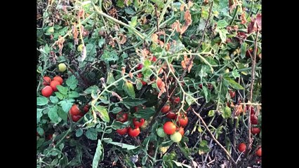 Roland Motte - Les tomates