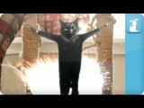 Gangnam Style - PSY - Petody - Goldfish Style (Cat)