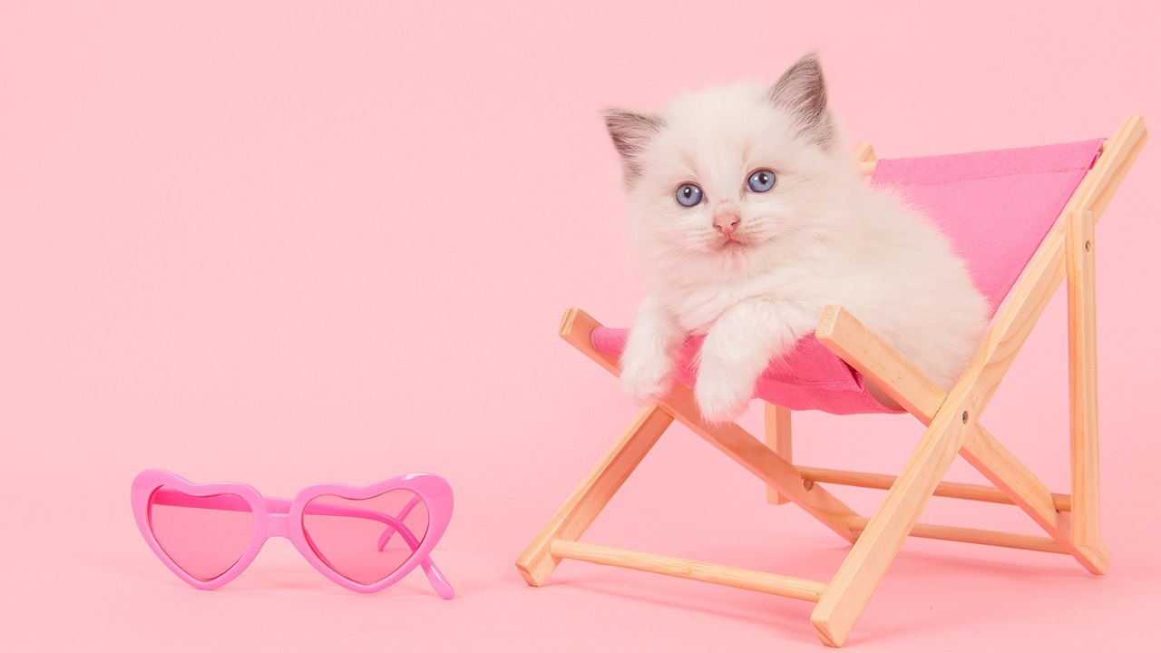 Why Your Cat Does Weird Stuff