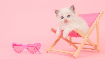 Why Your Cat Does Weird Stuff