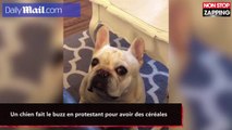Un chien fait le buzz en protestant pour avoir des céréales (vidéo)