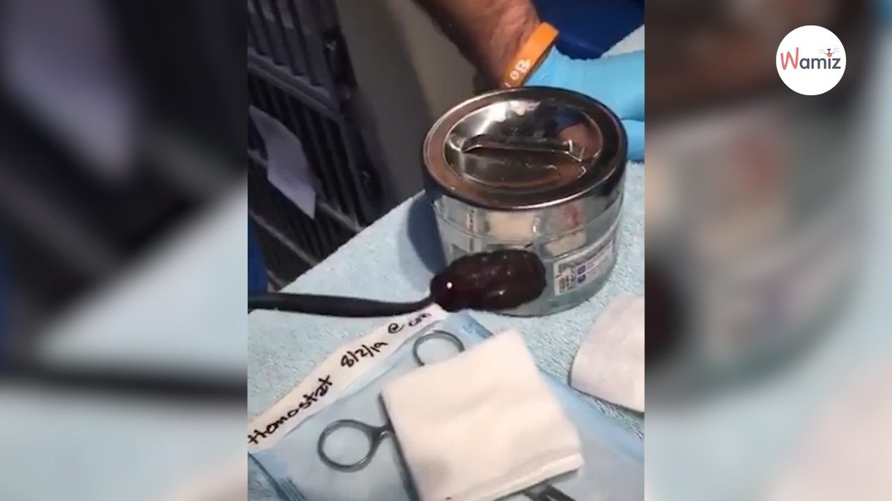 Son chaton va mal : le vétérinaire l’opère et ce qu’il découvre donne la nausée