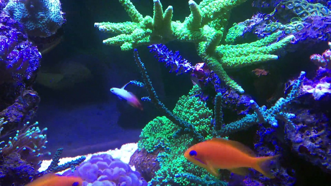 Aquarium récifal 500 litres